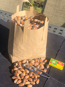 Golden Kentish Cobnuts, harvested in September 2023, P&P Included
