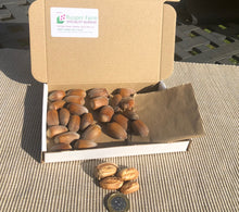 Load image into Gallery viewer, Golden Kentish Cobnuts, harvested in September 2023, P&amp;P Included