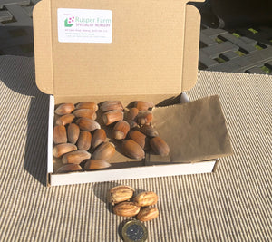 Golden Kentish Cobnuts, harvested in September 2023, P&P Included