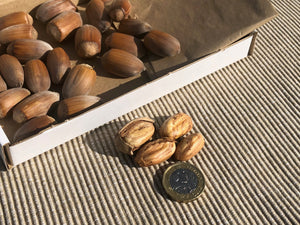 Golden Kentish Cobnuts, harvested in September 2023, P&P Included