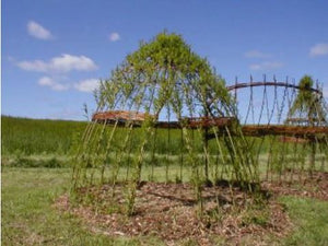 Willow Hut Kits - Free shipping