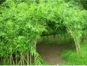 Willow Hut Kits - Free shipping