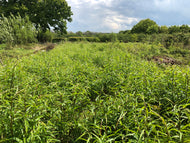 Willow Whips (Salix viminalis)