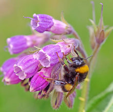 Load image into Gallery viewer, Comfrey plants, Bocking-14 variety  - 1 small/medium/large plant