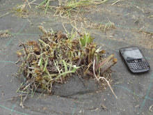 Load image into Gallery viewer, Comfrey plants, Bocking-14 variety  - 1 small/medium/large plant