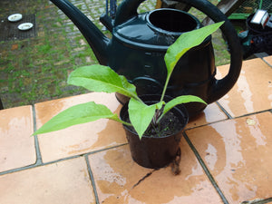 Comfrey plants, Bocking-14 variety  - 1 small/medium/large plant