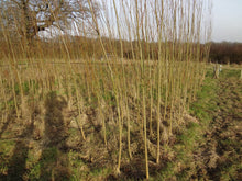 Load image into Gallery viewer, Willow Whips (Salix viminalis)