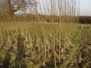 Willow Whips (Salix viminalis)