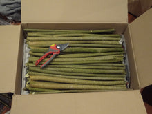 Load image into Gallery viewer, Willow Cuttings