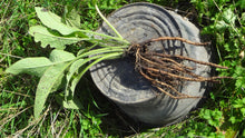 Load image into Gallery viewer, Comfrey plants, Bocking-14 variety  - 1 small/medium/large plant
