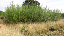 Load image into Gallery viewer, Willow Whips (Salix viminalis)