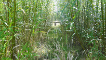 Load image into Gallery viewer, Willow Whips (Salix viminalis)