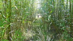 Willow Whips (Salix viminalis)