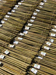 Willow Cuttings