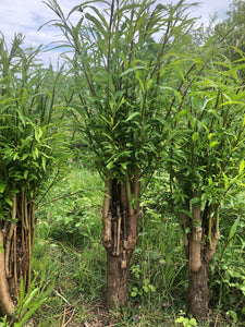 Willow Whips (Salix viminalis)