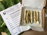 Horseradish Roots for replanting, 2, 3, 5, 10 or 20 root cuttings (thongs). FREE DELIVERY